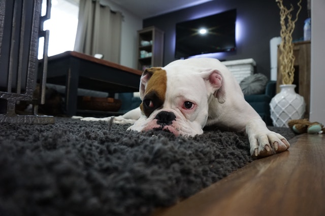 Kutyaszőr a hosszú szálú szőnyegen